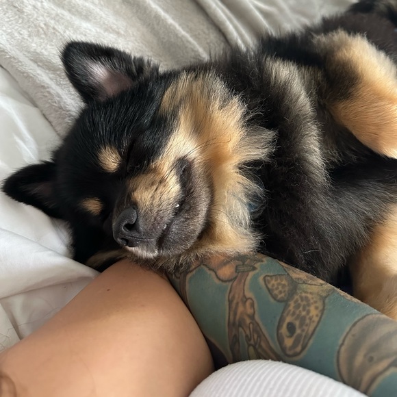 karlaoviedogam